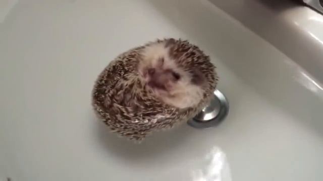 НОВОСТИ. ХИЩНИК 2018. Показали собаку хищника. смотреть онлайн