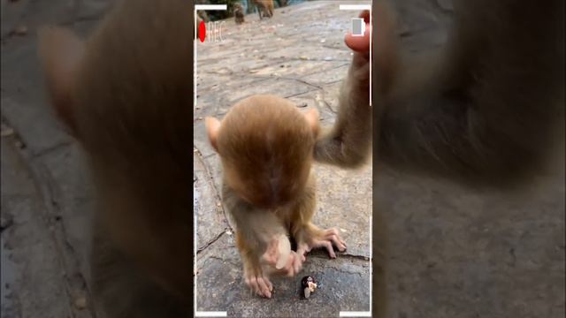 The Best of Monkey Videos - A Funny Eating Monkeys Compilation Ep135 смотреть онлайн