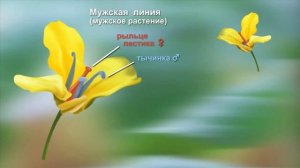 Методы селекции растений