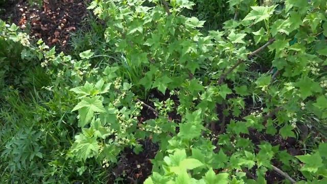 Лесная красота. Посадки. Мясо. Рыбалка. Коптим Рыбу. смотреть онлайн