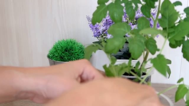 Хитрый способ: китайское размножение помидор смотреть онлайн
