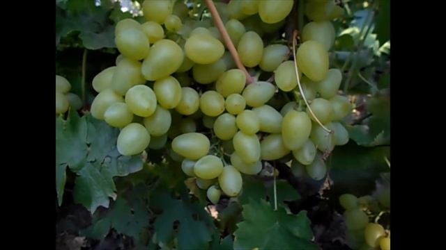 Классный белый виноград: Сенатор Бурдака, Бажена и Златогор смотреть онлайн