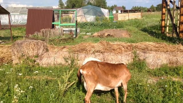 Коза в запуске, пошаговая инструкция. смотреть онлайн