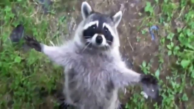 Самый милый енот в мире! смотреть онлайн