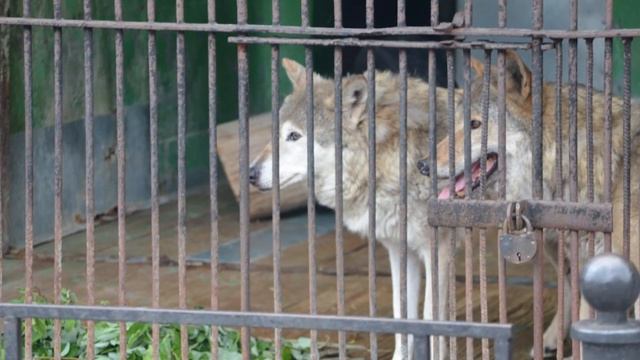 Деревенский мальчишка освободил волков из клеток, не представляя себе, что сделают хищники смотреть онлайн