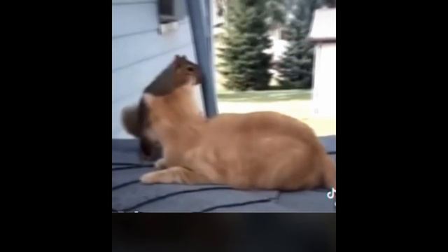 Забавные собаки, коты и другие животные 2021 _ сразу появится улыбка смотреть онлайн