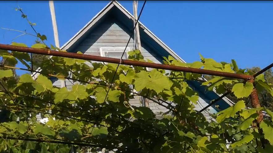 Супер плотная посадка винограда для севера. смотреть онлайн