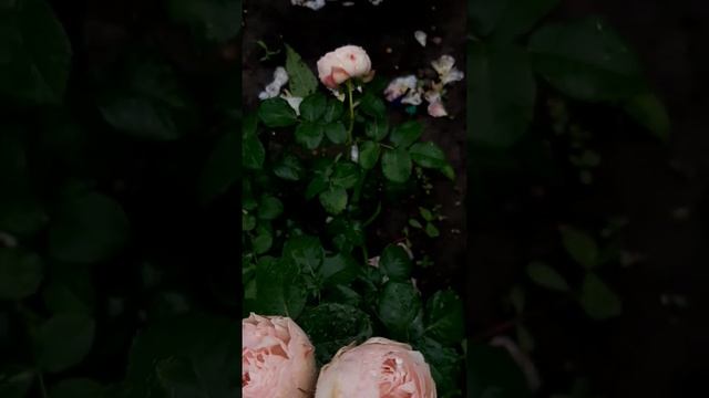 Мэнсфилд Парк (Mansfield Park) смотреть онлайн