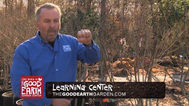 Pruning Crape Myrtle смотреть онлайн