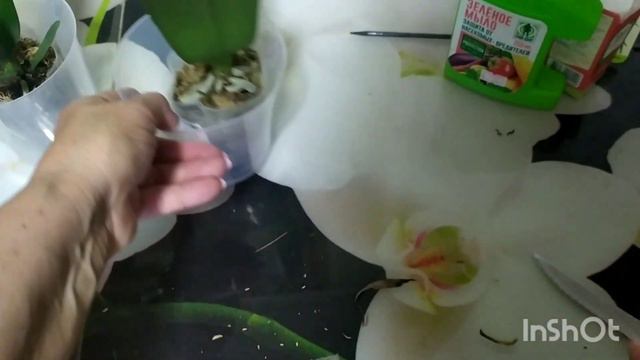 Приехали Новые красотки! смотреть онлайн