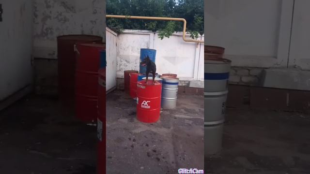 Учимся прыгать на разные предметы смотреть онлайн