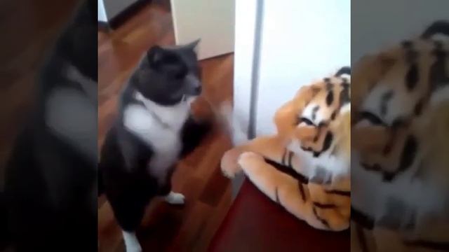 Бокс Котэээ  ))) Стоит посмотреть!!!