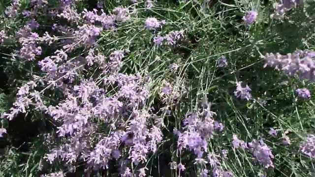 влог середины лета - цветы, ароматы мёда, янтарь смотреть онлайн