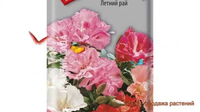Годеция обыкновенный Летний рай (letniyray) ? обзор: как сажать, семена годеции Летний рай смотреть онлайн