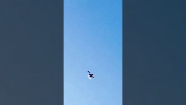 Самые лучшие Голуби в одном Видео смотреть онлайн