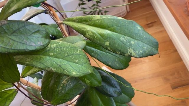 H. Forbesii splash- и не нужен мне H. Tanggamus смотреть онлайн