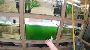 Позеленела вода в аквариуме