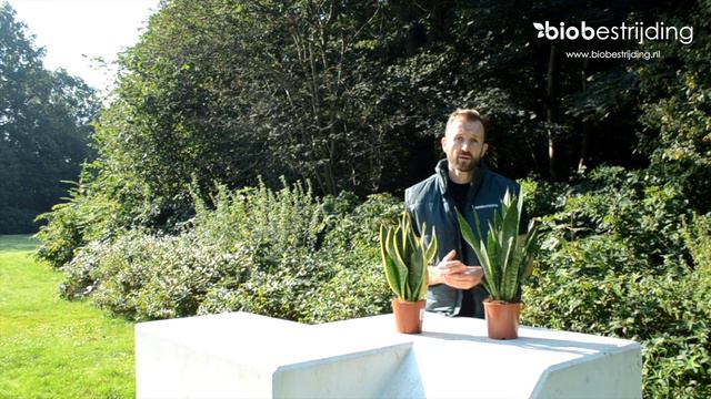 VERZORGINGSTIPS SANSEVERIA #BIOBESTRIJDING смотреть онлайн