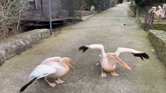 Зоопарк «Сказка»! Ялта. Крым. смотреть онлайн