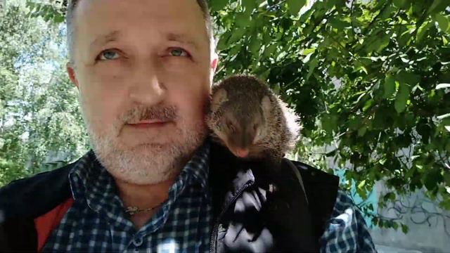 Первые попытки социализаци мангусты. смотреть онлайн