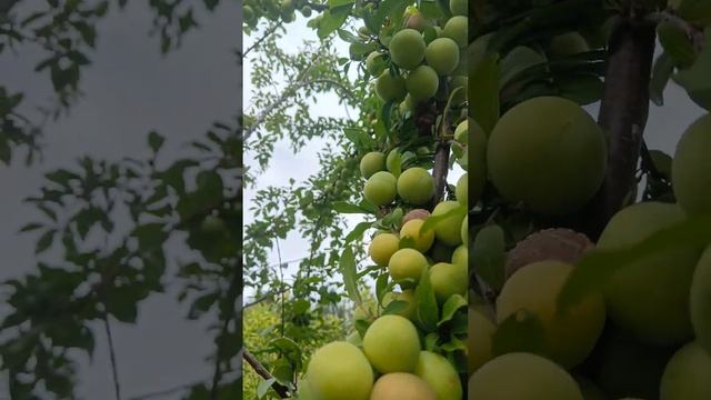 АЛЫЧА ЯНТАРНАЯ смотреть онлайн