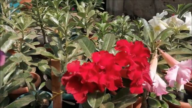 Adenium lila,rojo,rosa #adenium #desertrose #flower #blossom #lilac #garden #bonsai #rosadeldesiert смотреть онлайн