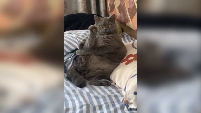 Интриги кошачьего мира. Еда, полидактильные загадки и дружественные жесты смотреть онлайн