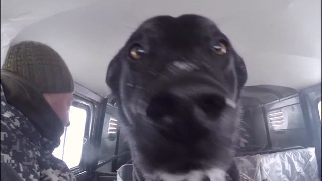 Охота на кабана с вышки. Прогулки по лесу. смотреть онлайн