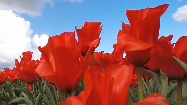Tulips and Bellart Bells -Netherlands смотреть онлайн