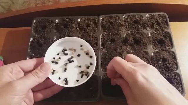 Ипомея. Как и когда сажать на рассаду смотреть онлайн