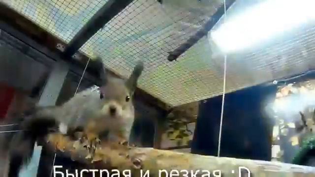 Мария Федина - репортаж из Ручного ZOO в Чебоксарах смотреть онлайн