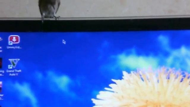 Охота на курсор мышки (Птенец сорокопута 1.5 месяца) смотреть онлайн