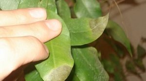 Как ухаживать за фикусом бенджамина в горшке в домашних условиях