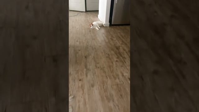 Котопульта смотреть онлайн