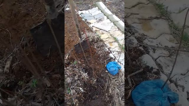 клён сахаристый 1 смотреть онлайн