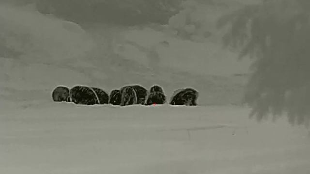 кабаны в тепловизор смотреть онлайн