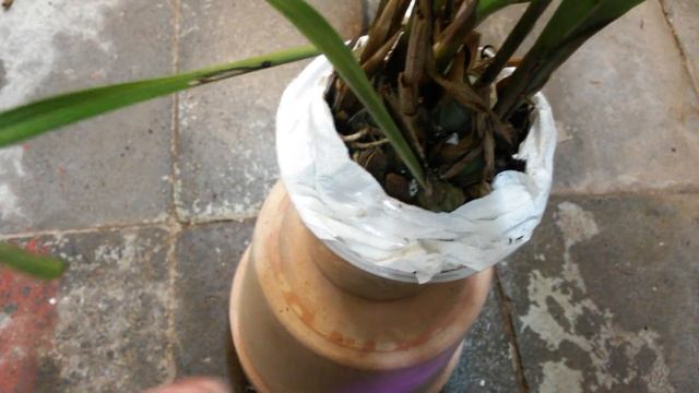 Очередная Посылка с Орхидеями ? необычные виды орхидеи смотреть онлайн