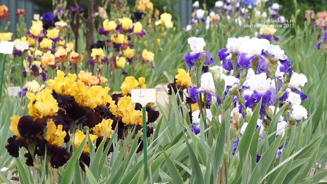 Ирисы ролик 3 смотреть онлайн