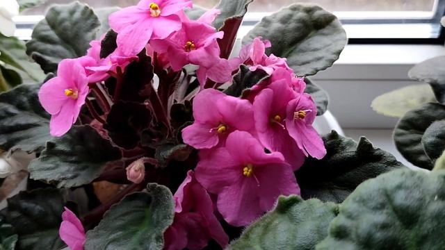 Фиалки на подоконнике. Пышное цветение фиалок в ноябре. (√4) смотреть онлайн