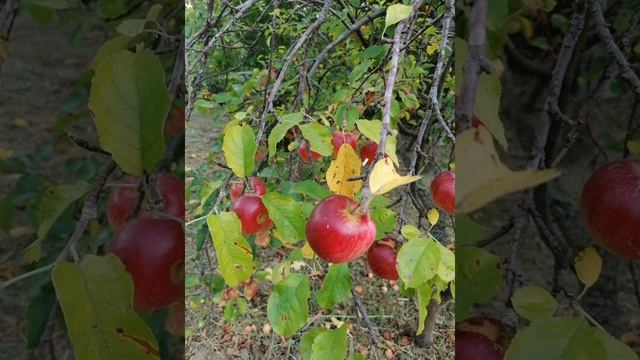 Стойкое нормальное молодое давление 120/80. Экспресс - настрой Сытина смотреть онлайн