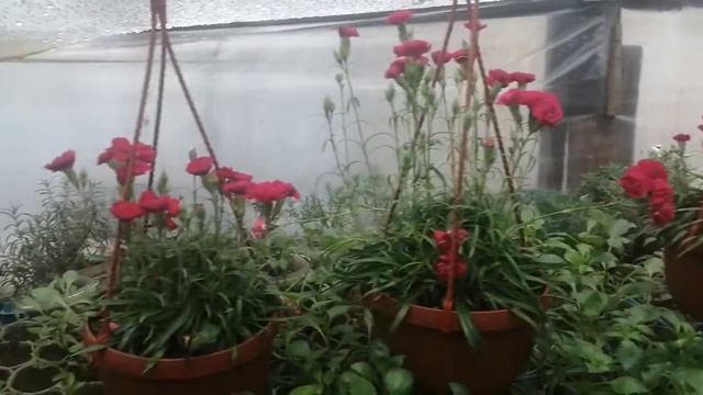 Гвоздика ампельная? в марте? активное цветение?