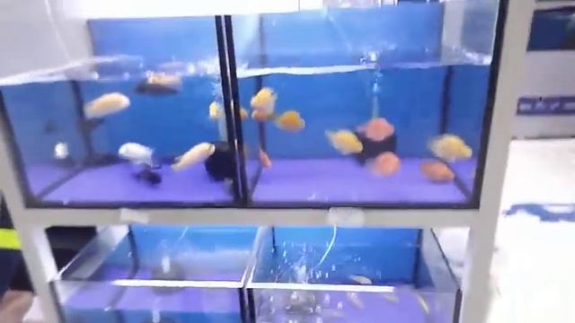 visit to fish market dubai @mushtaque awan смотреть онлайн