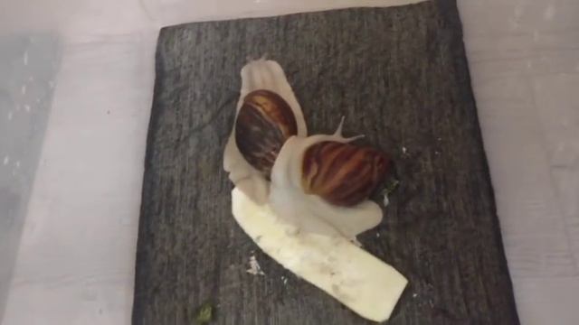ВИДЫ МОИХ УЛИТОК / Types of my snails смотреть онлайн