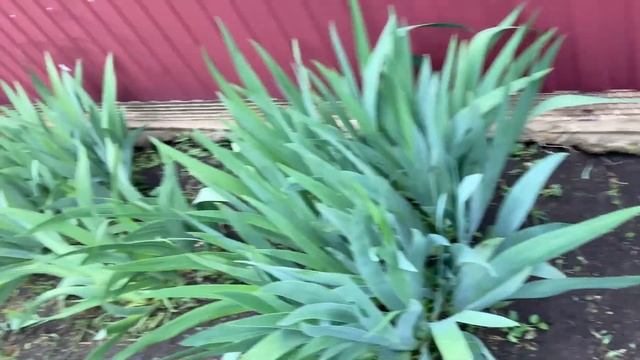 Плодовые деревья и не только/Природа-дизайнер/Небольшие планы на ближайшее время/