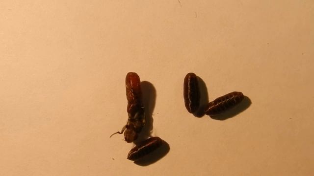 радостное рождение мухи.avi смотреть онлайн