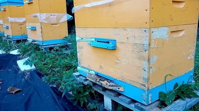 Почему не получиться продуктивно содержать пчёл в одном 12-рамочном корпусе с магазином? смотреть онлайн