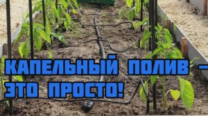 КАПЕЛЬНЫЙ ПОЛИВ СВОИМИ РУКАМИ