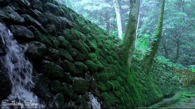 잠 잘 수 없음 Air Terjun Rendah Dengan Dinding Berlumut || Suara Hujan Untuk Tidur