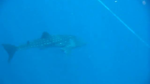 Дайвинг на Ко Чанге. Китовая акула на затонувшем корабле около Ко Чанга 12.01.15. смотреть онлайн