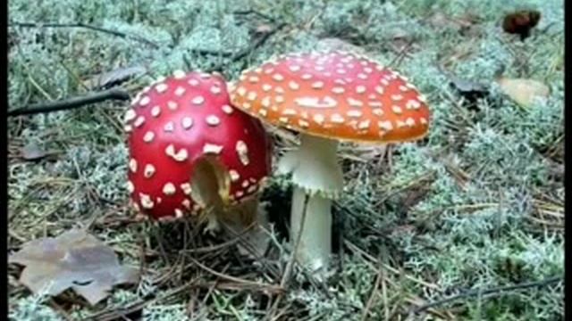 Азбука Грибы смотреть онлайн